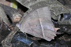 Taygetis rufomarginata