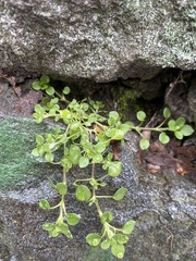 Stellaria media