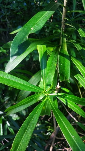 Cascabela gaumeri