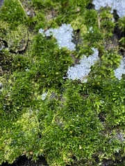 Orthotrichum diaphanum