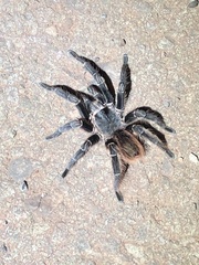 Eupalaestrus campestratus