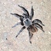 Pink Zebra Beauty Tarantula - Photo (c) Andressa Viol, some rights reserved (CC BY-NC), uploaded by Andressa Viol