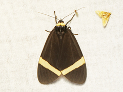 Karschiola holoclera