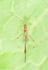 Trichomma cnaphalocrocis