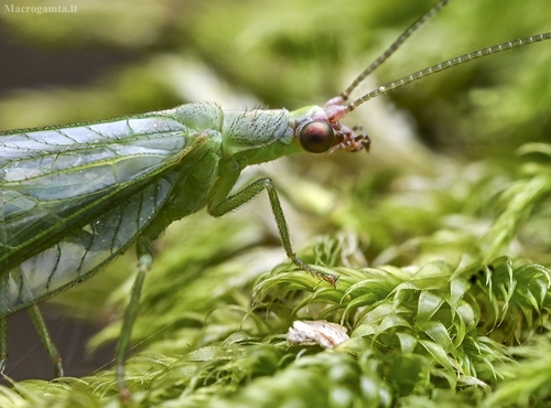 Peyerimhoffina gracilis