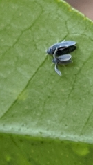 Hemiptera