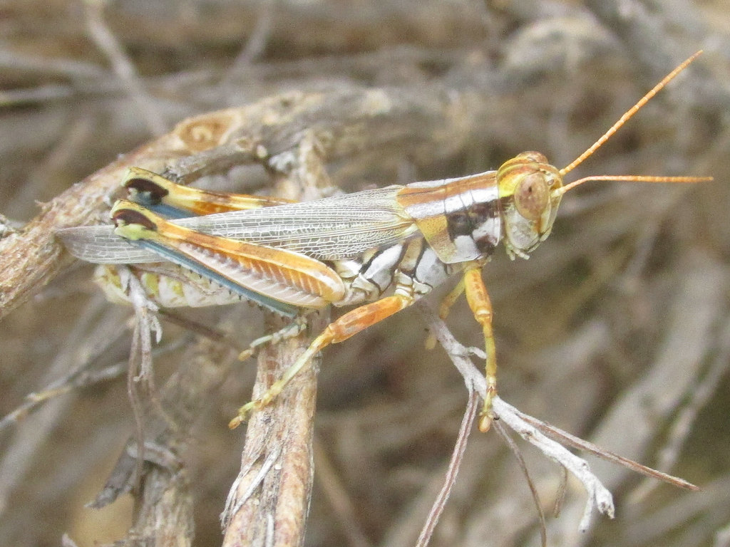 Sagebrush Grasshopper
