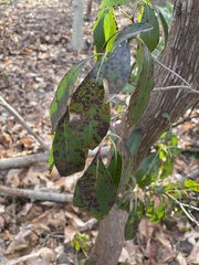 Mycosphaerella colorata
