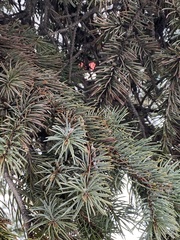 Picea pungens
