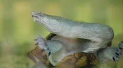 Chelodina rugosa