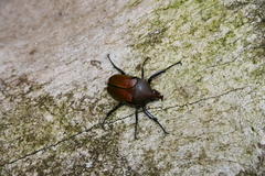 Eudicella tetraspilota
