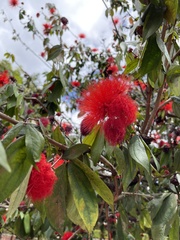 Calliandra trinervia