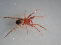 Cybaeodes