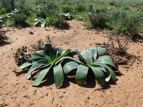 Ammocharis coranica