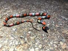 Oxyrhopus guibei