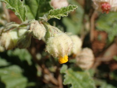 Hermannia comosa