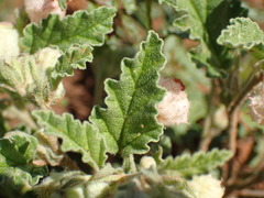 Hermannia comosa