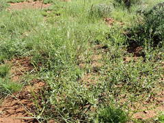 Heliotropium ciliatum