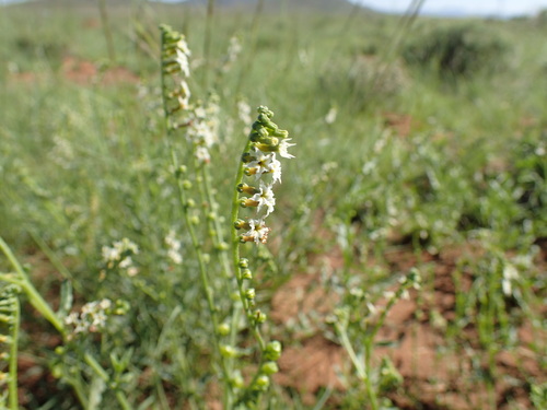 Image of Heliotropium ciliatum by (c) Mahomed Desai, some rights reserved (CC BY)