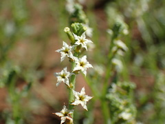Heliotropium ciliatum