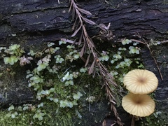 Lichenomphalia umbellifera image