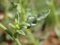 Heliotropium ciliatum