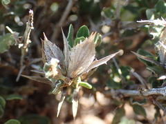 Barleria rigida