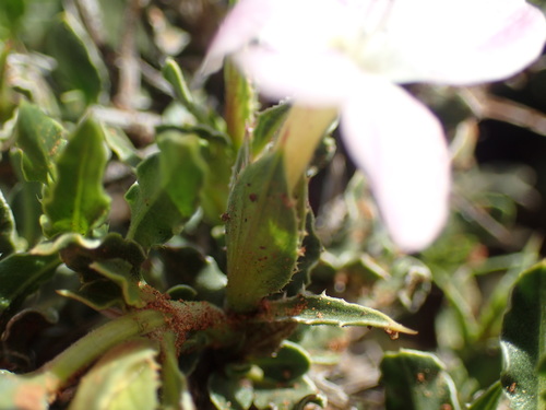 Image of Barleria rigida by (c) Mahomed Desai, some rights reserved (CC BY)