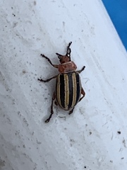 Disonycha admirabila