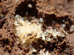 Monomorium macrops