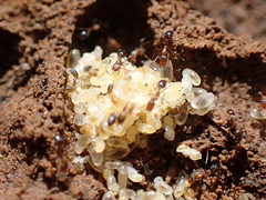 Monomorium macrops