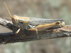 Melanoplus bowditchi canus