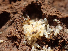 Monomorium macrops