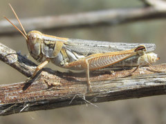 Melanoplus bowditchi canus