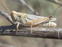 Melanoplus bowditchi canus