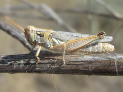 Melanoplus bowditchi canus