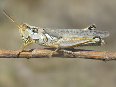 Melanoplus bowditchi canus