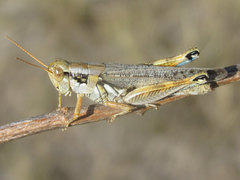 Melanoplus bowditchi canus