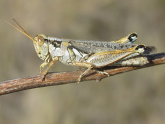 Melanoplus bowditchi canus