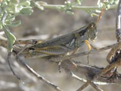 Melanoplus bowditchi canus