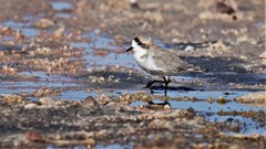 Charadrius alticola
