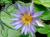 Day Waterlily - Photo (c) Bernard DUPONT, some rights reserved (CC BY-SA)