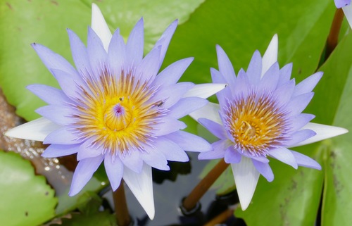 Day Waterlily