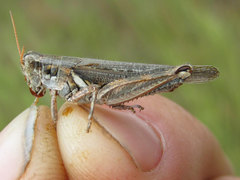 Melanoplus bowditchi canus