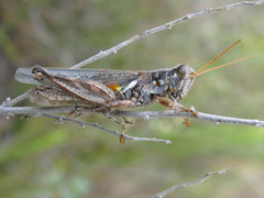 Melanoplus bowditchi canus