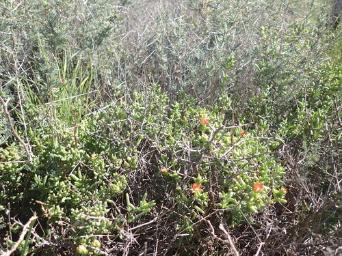 Common Donkeyfig (Mestoklema tuberosum)