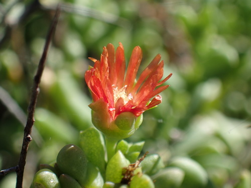 Mesembryanthemum tuberosum L. 2