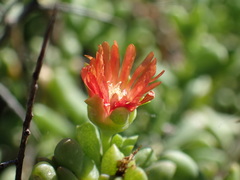 Mestoklema tuberosum