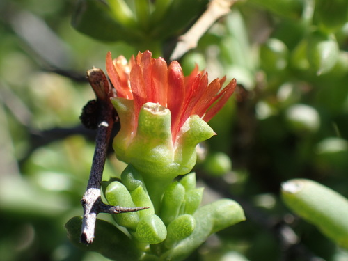 Mesembryanthemum tuberosum L. 3
