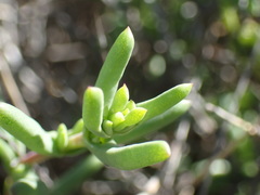 Mestoklema tuberosum